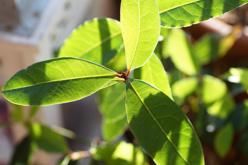 fresh bay leaves to deter cockroaches