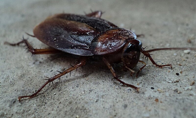 roach infestation