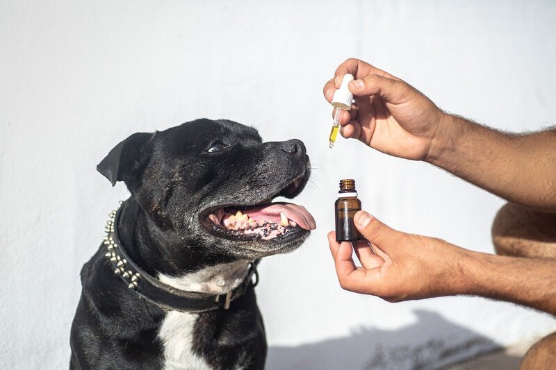tea tree oil toxicity for pets